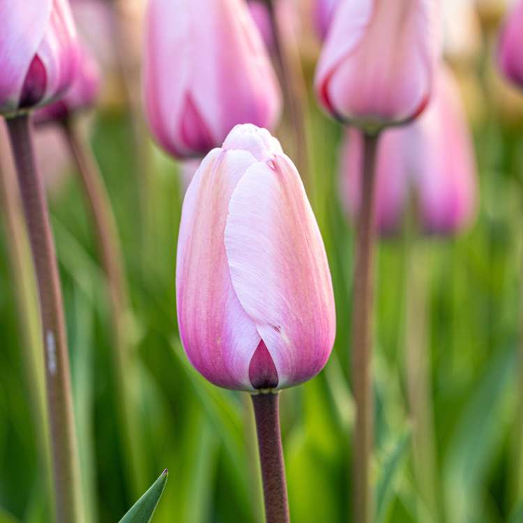 Tulpe 'Salmon Impression'